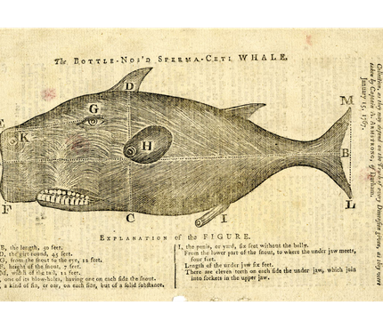 whale 2 (1)