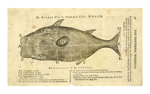 whale 2 (1)